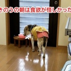 ガオだらけな日々　