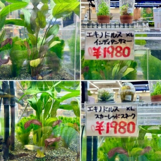 SONOアクアプランツファーム水草･海藻情報局