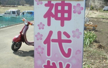 『2014/4/6 山高神代桜　ワニ塚の桜』の画像