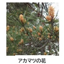 春から初夏へ