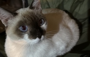 野良猫として庭に住み着いてたシャム猫さん　凄まじい奇跡が起きる