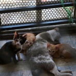 タイで思う。メコン川のほとりで。