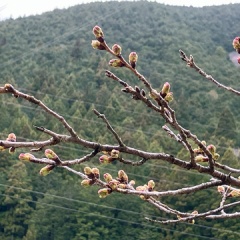 飛騨かなやまの桜　開花状況 2026