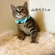どちらさま☆もちっ子の来し方