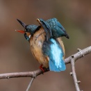 （２月２８日 土曜日） 今日のカワセミ