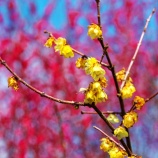 『2026.3 ㊗満開【神代梅の里公園】(G) / 岡山県津山市神代』の画像