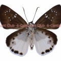 カリガナシロシタセセリ♂ (マレー半島) Tagiades calligana calligana