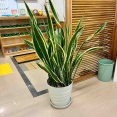 サンスベリアくん再(7.28)