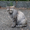 最近妻の様子がおかしい。俺が帰宅すると、真っ暗なぐちゃぐちゃの部屋の真ん中で泣いていたりする。妻「私だって働きたい」←息子と一日中一緒にいられて羨ましいけどな。