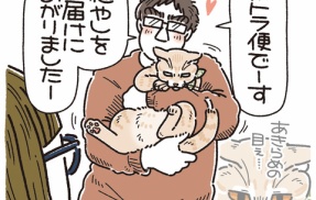 幸せを運ぶ茶トラ便とサバトラ便