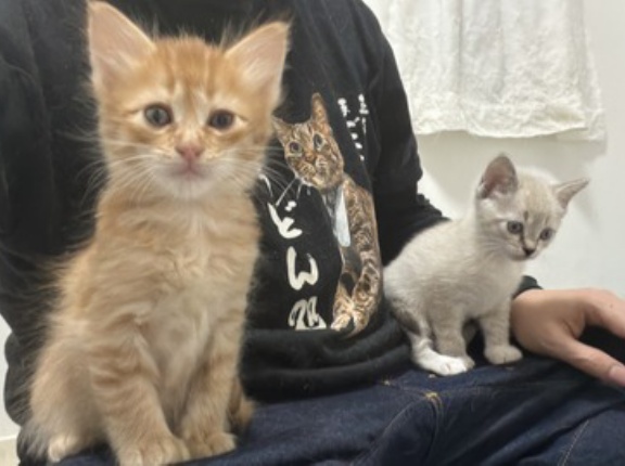 金色の子猫と銀色の子猫　20260509