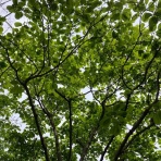 ギター音楽の部屋