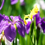 『2025.5『菅原神社』の眼鏡橋とカキツバタ① 岡山県笠岡市』の画像