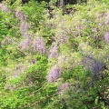 藤の花咲く小渓流で良型イワナ🌼📸（赤城山）