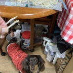 メルロコ一家の横須賀ストーリー