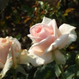 �إХ鼭ŵ��̤��ա٤β���