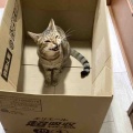 箱の中で大あくび
