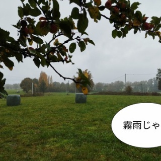 ソワレが要らないフランス暮らし