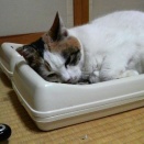 シロちゃんは爪とぎの上で・・・。