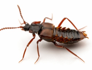 モリクシケアリの巣で暮らすハケゲアリノスハネカクシ