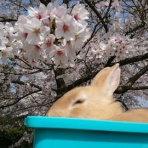 気ままなグミとハルの ほのぼの日記