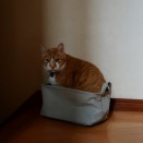 （6179）火曜日も圧。