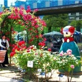 今回は、5/17(日)に「第59回〝福山ばら祭2026〟」行きのGONsanでした(^.-)☆(02)