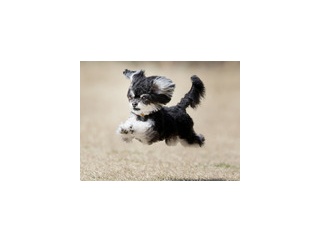 3-1-4　久保　アフロちゃん　2歳