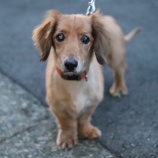 『【里親募集中】ミニチュアダックスフンドのしゅんすけ』の画像