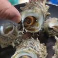 佐渡の友人から佐渡産のまだ生きてる新鮮すぎるサザエをいただいたので、定番のサザエのつぼ焼き！