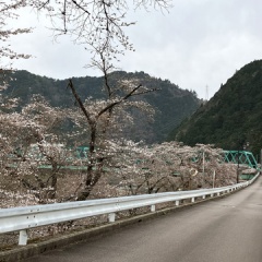 飛騨かなやまの桜　開花状況 2026