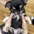 新入りちゃん
