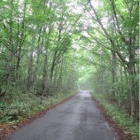 『栗原市の風景　栗駒山へ続く新緑の道より』の画像