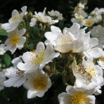 八十翁のつぶやき