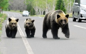 クマに襲われた被害者のCT画像、想像を絶する状態になっていた・・・