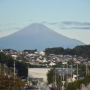 美しい富士山・コバノズイナの紅葉・今日のバラ