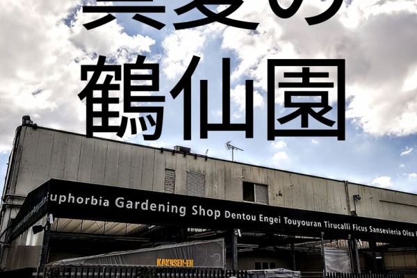 ユーフォルビアオベサ二頭綴化　鶴仙園　srl neighborhood 発根済み ユーフォルビアオベサ二頭綴化 鶴仙園 srl neighborhood 発根