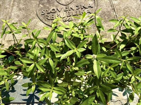 地球上最悪の侵略的植物「ナガエツルノゲイトウ」じわじわ拡大、31都府県で確認…半端ではない繁殖力で稲収穫できず！