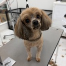 チュラちゃんシャンプーカット♥