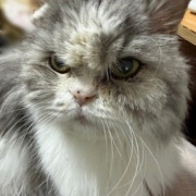 ケイの通院後の変化とななの血液検査の結果