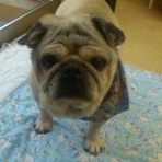 おいらリュウさっ♪