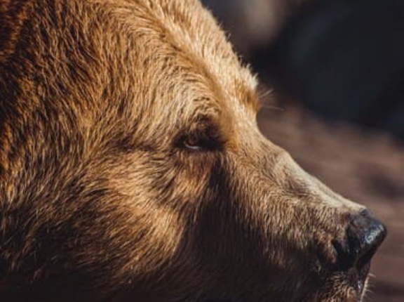 「クマを殺すな」って言ってる人を叩いてる人に聞きたいんやけど