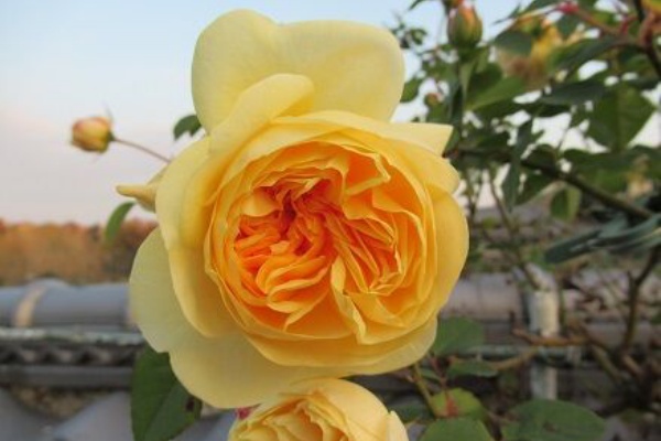 ミセスケイの薔薇コラム ティージングジョージア