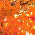 ときめき老テニス