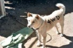 柴犬が高速道路を走行、警察に確保・連行される