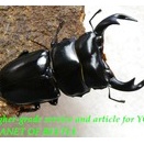 〇ポイント5倍最終日＼(^o^)／