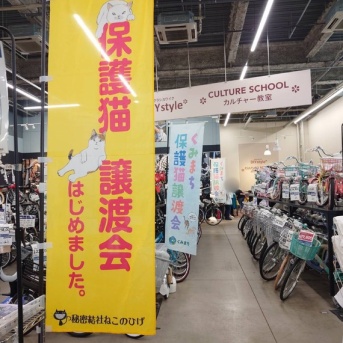 昨日は秘密結社ねこのひげ譲渡会♪