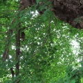 2026天然記念物大銀杏でアオバズクを撮る15🦉📸（足利市鑁阿寺）