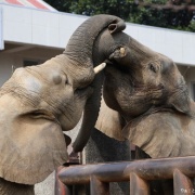 仲良し姉妹の朝のスキンシップ