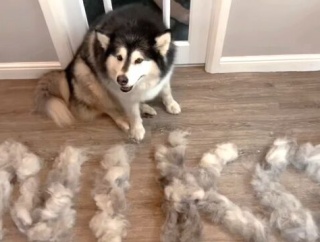 マラミュートのふわふわ毛玉のできあがり！自主隔離中にペットのグルーミングを決行してみた